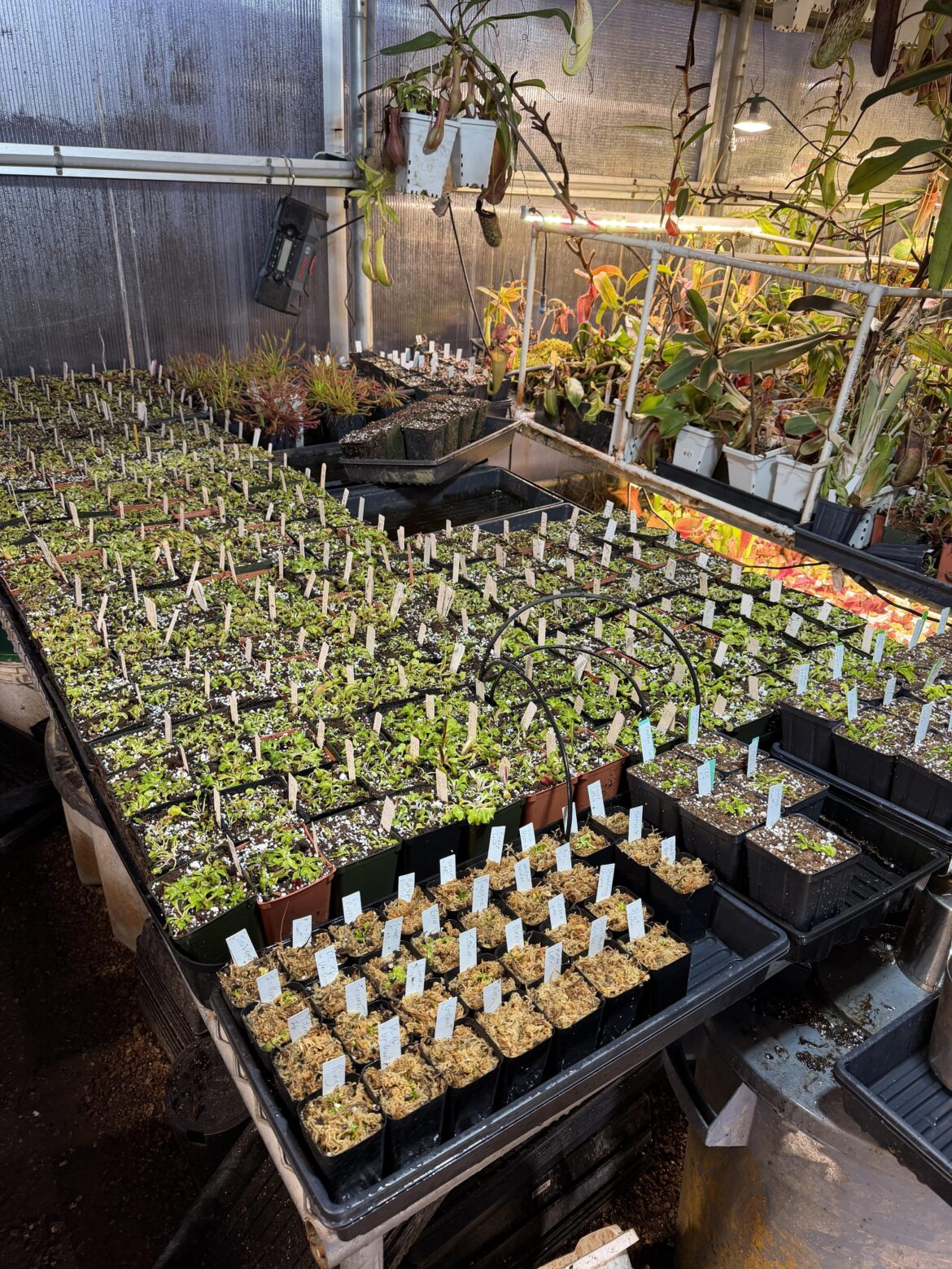 Working on repotting, my Venus fly traps today almost done with this bench. Working on repotting, my Venus fly traps today almost done with this bench.