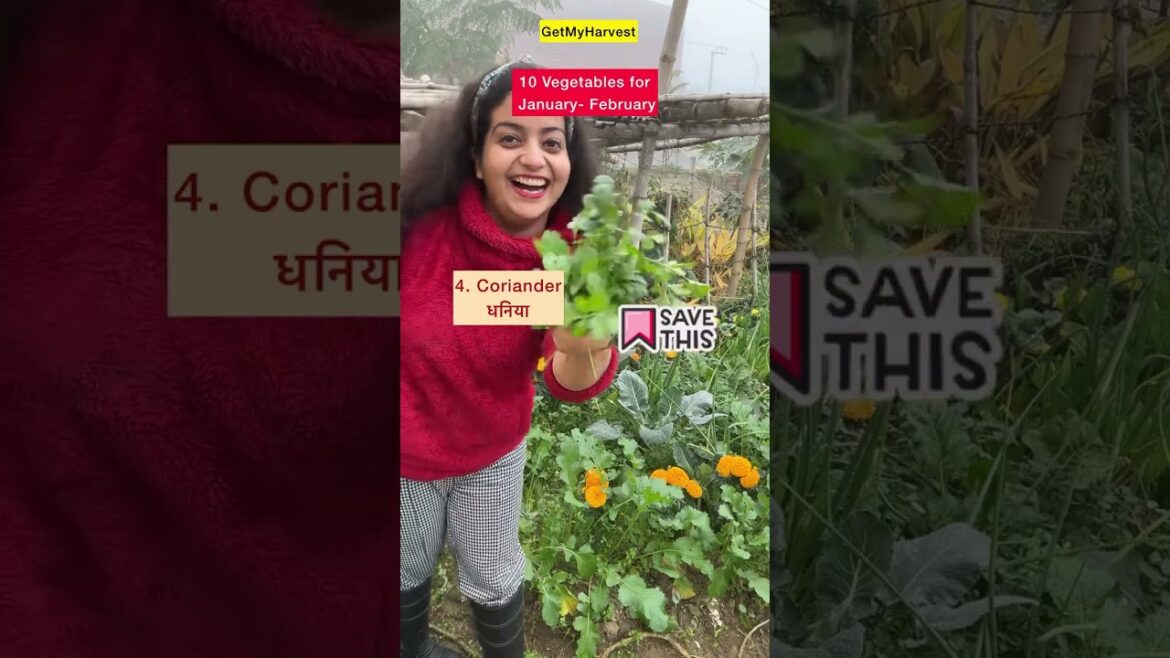 Vegetables to grow in January - February #terracegarden