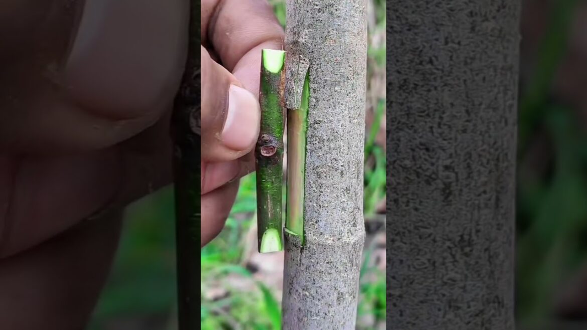 long Bud Grafting Techniques #treanding #garden #grow long Bud Grafting Techniques #treanding #garden #grow