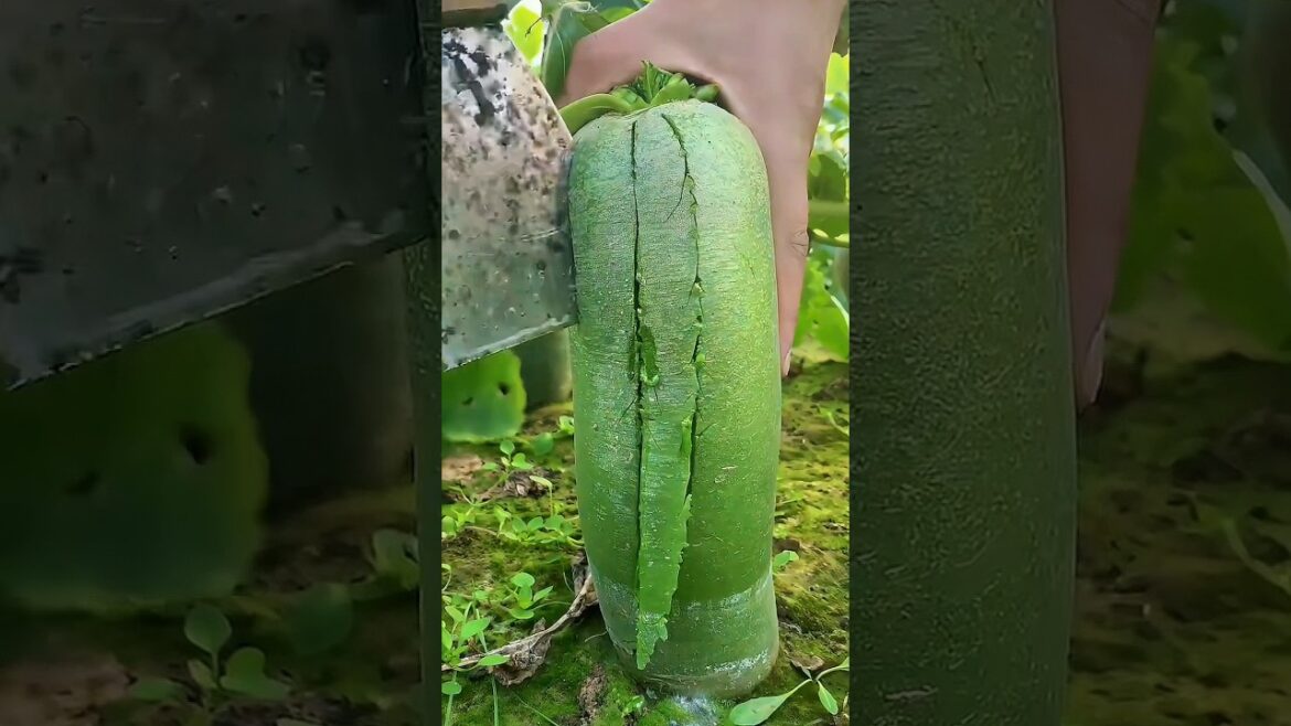 What are the BEST Green Radish Cutting Techniques from a Master Gardener?