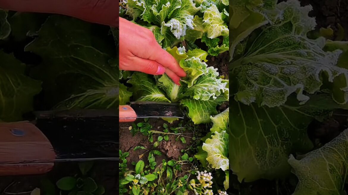 FROZEN Napa Cabbage Harvest Is Ready Now? ❄️ FROZEN Napa Cabbage Harvest Is Ready Now? ❄️