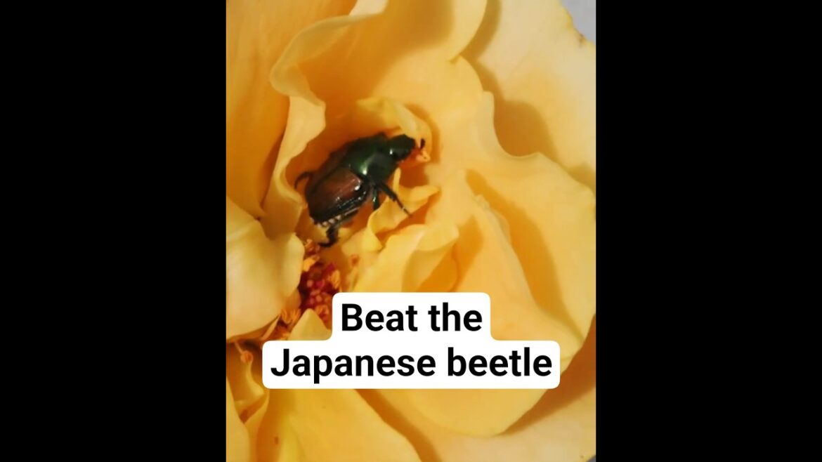 July Rose Care and Our Nemesis, the Japanese Beetle #gardening #rosecaring #garden