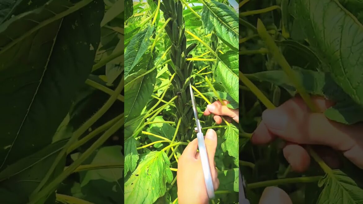 Harvesting DELICIOUS Sesame Seeds for a Tasty Snack! Harvesting DELICIOUS Sesame Seeds for a Tasty Snack!