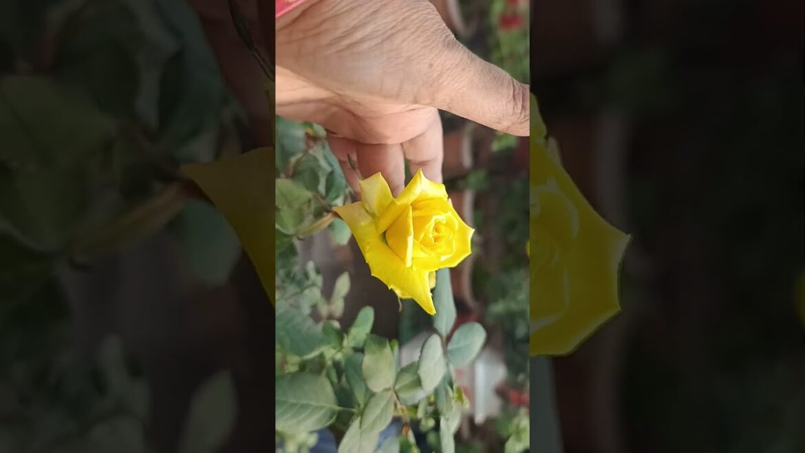 Rose Growing tips #shortvideo #flowers #rosegroingtips #garden #gardenideas