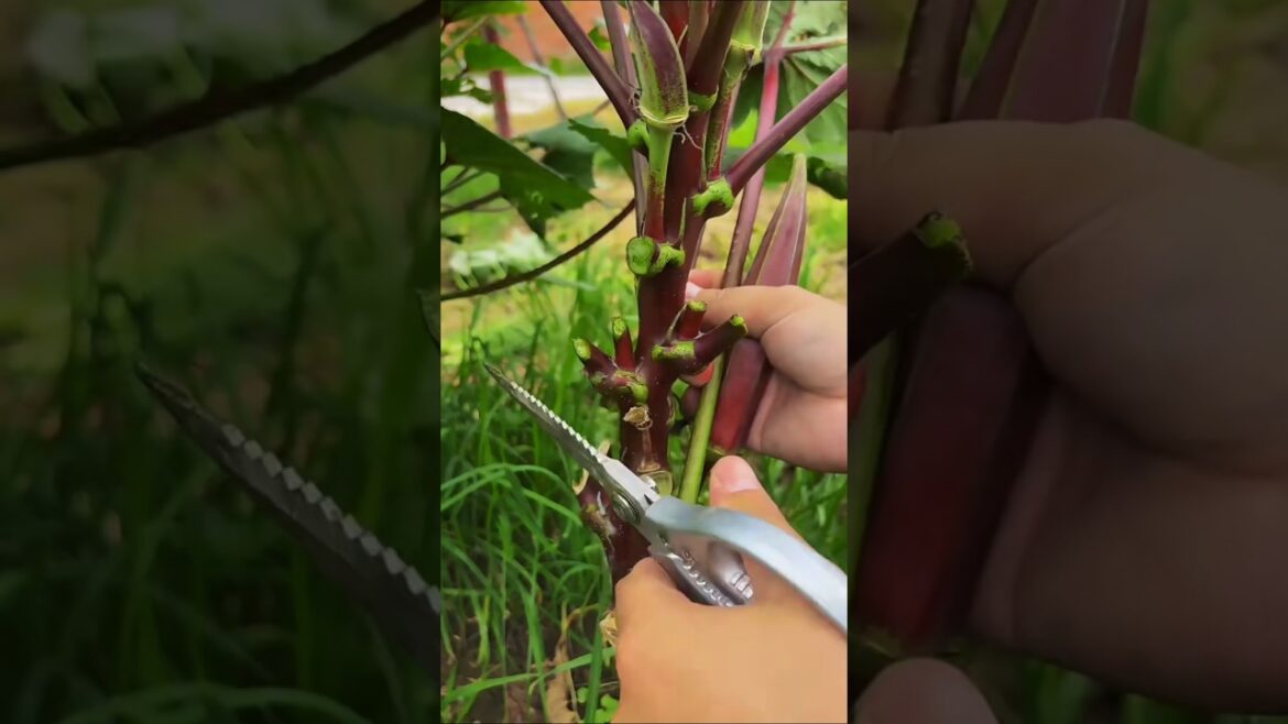 Grow Your Own AMAZING Okra In Your Garden Now!