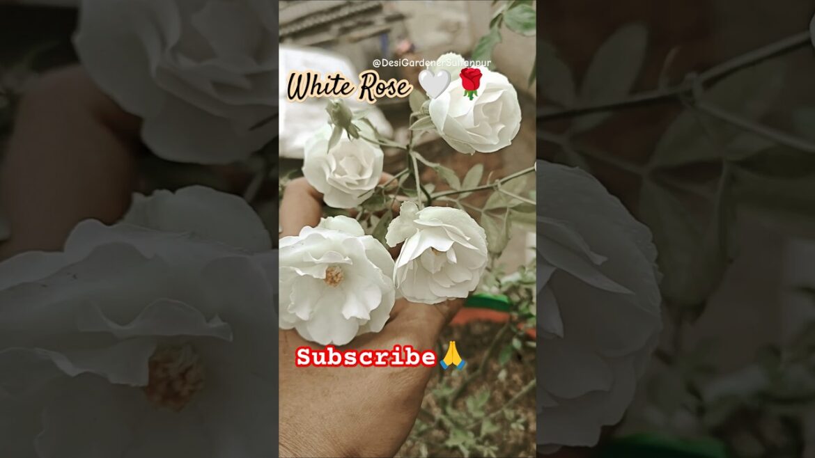 White Rose #gardening #plants #gulab #flowers #gardeningtips #rose #whiterose #beautiful #viralvideo