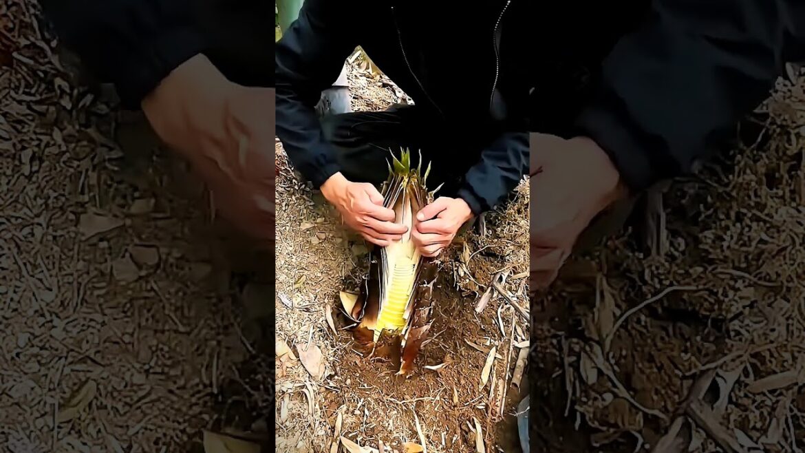 EASY Way to Harvest FRESH BAMBOO Shoots Now!