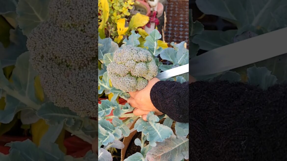 Today's organically grown fresh vegetable harvest #ytshorts #containergardening #vegetables