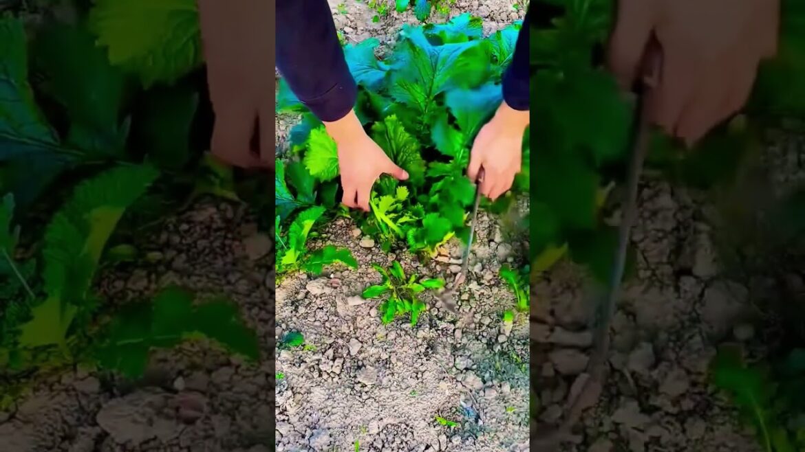 Grow AMAZING Japanese Red Mustard at Home Now! Grow AMAZING Japanese Red Mustard at Home Now!