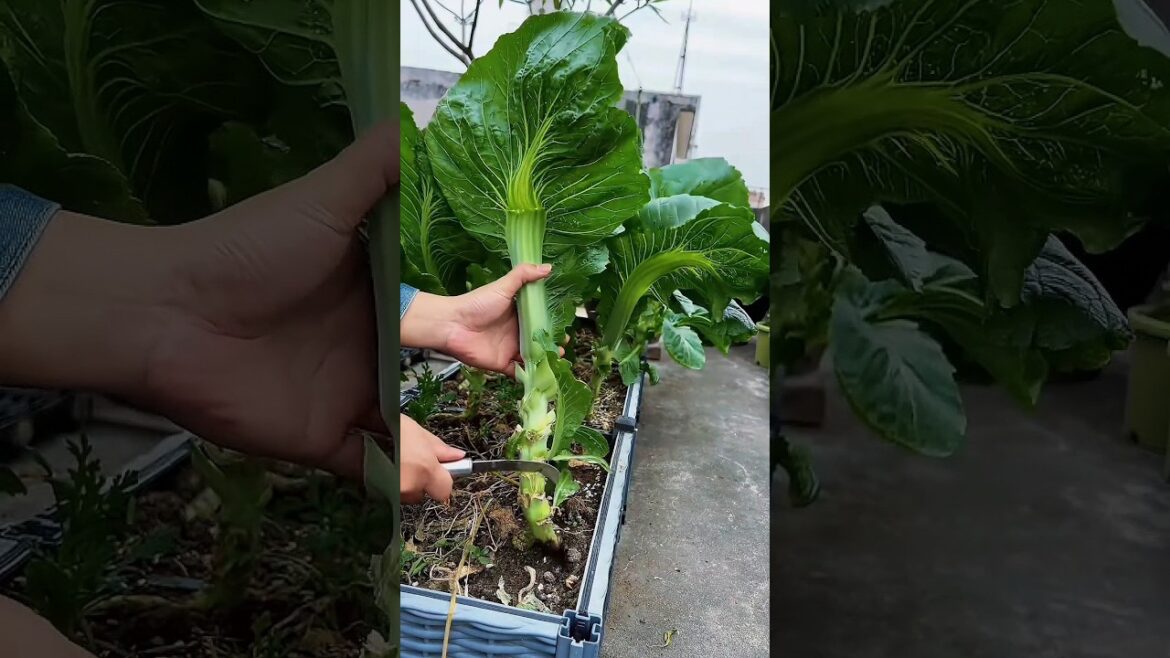Giant Mustard Greens Harvest! 🥬 Satisfying Backyard Gardening #shorts #asmr