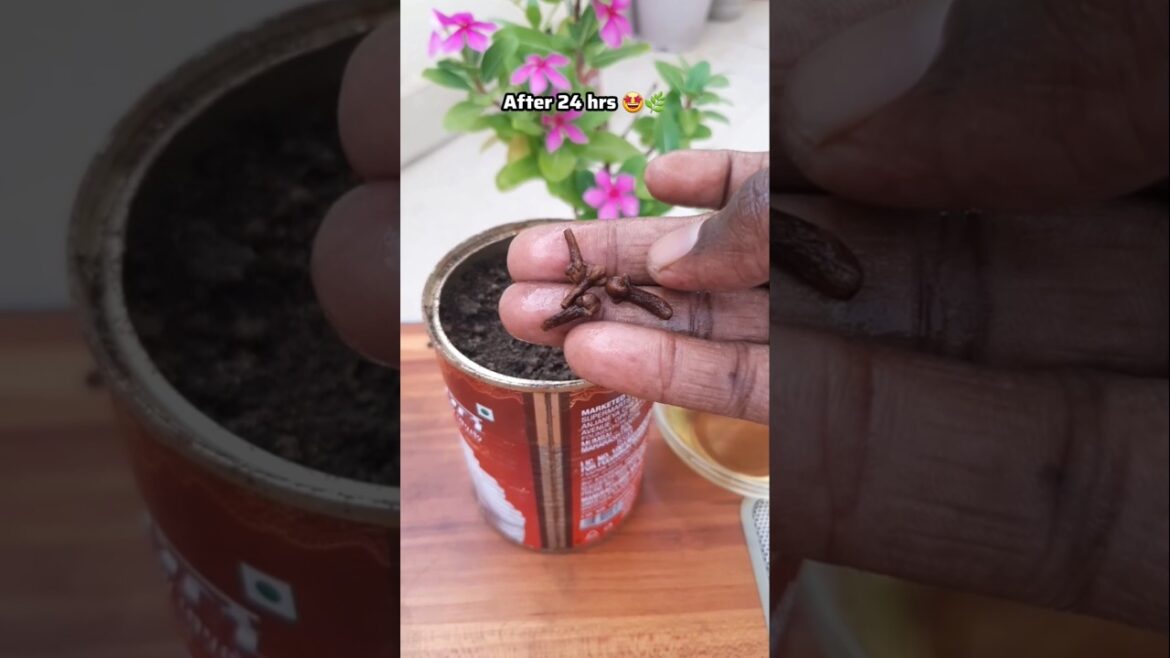 Growing Clove (Laung) From Seeds π±| Easy Kitchen Gardening Hack #shorts #garden #youtube #trending Growing Clove (Laung) From Seeds π±| Easy Kitchen Gardening Hack #shorts #garden #youtube #trending