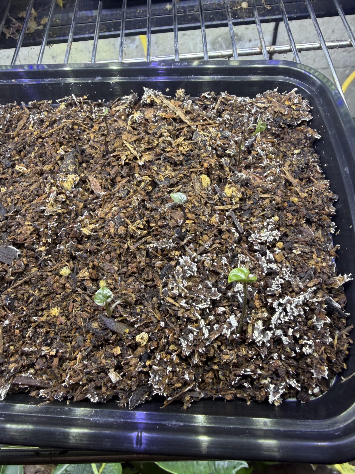 Hello baby dioscorea!