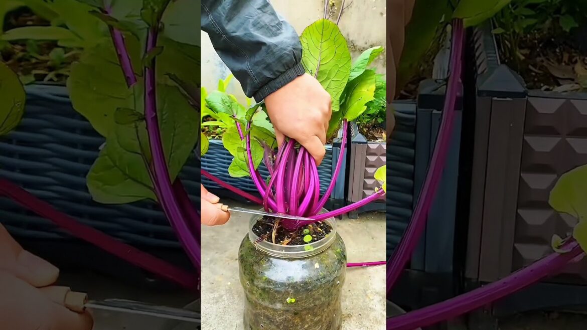 What is the SECRET to Growing PERFECT Purple Choy Sum? What is the SECRET to Growing PERFECT Purple Choy Sum?