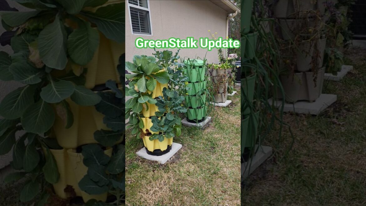 They survived the first 2 frost!  #garden #containergardening #gardening @GreenStalkGarden