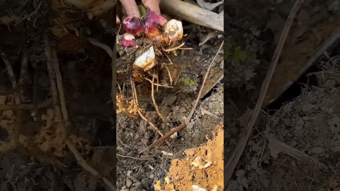 HARVESTING Giant Edible Roots of Achira Canna Edulis Now? 🥔
