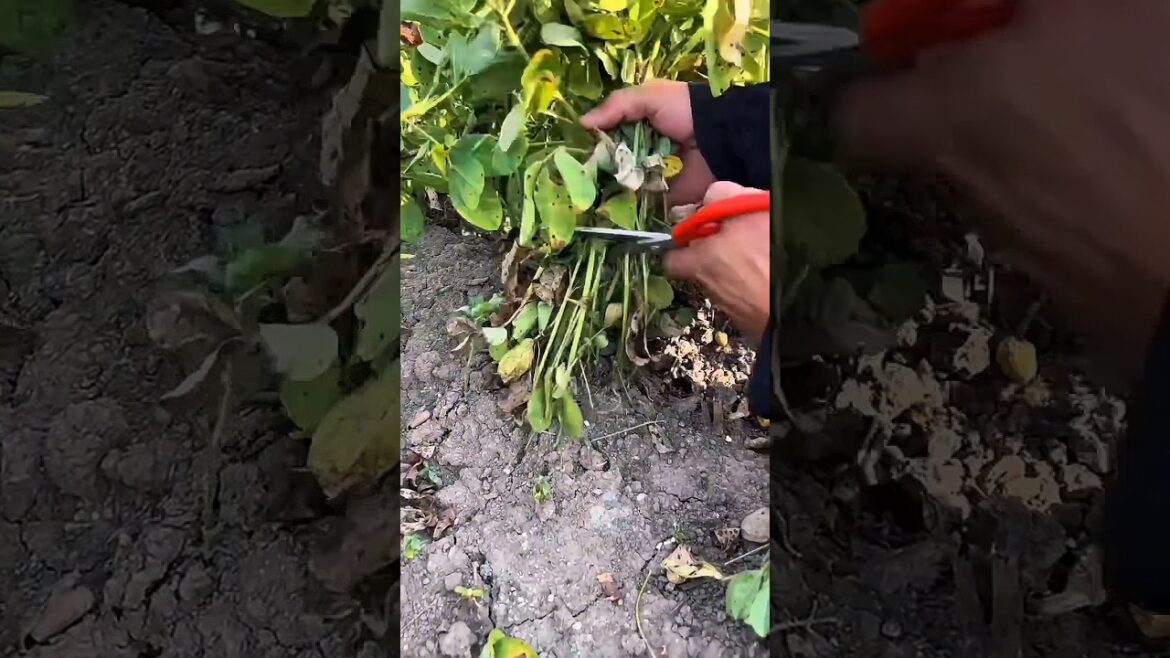 You're HARVESTING Peanuts WRONG!