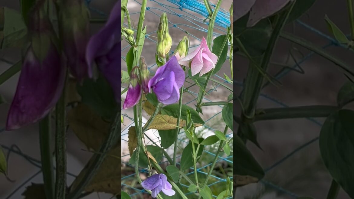 Grow Grow Sweet Pea Like This #SweetPeaPlant#ClimbingPlants#BalconyGardening#GardeningTips