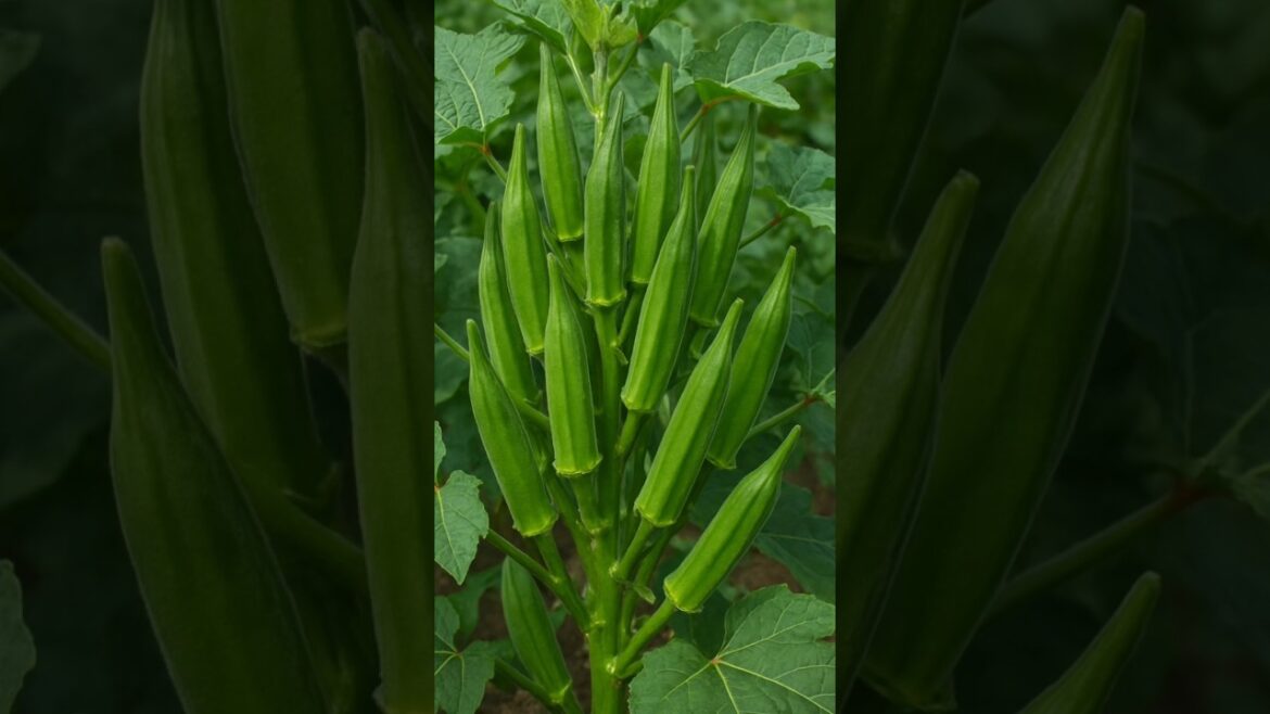 Harvesting Lady Finger 🌱 #farming #gardening #agriculture #farmer #ladyfinger