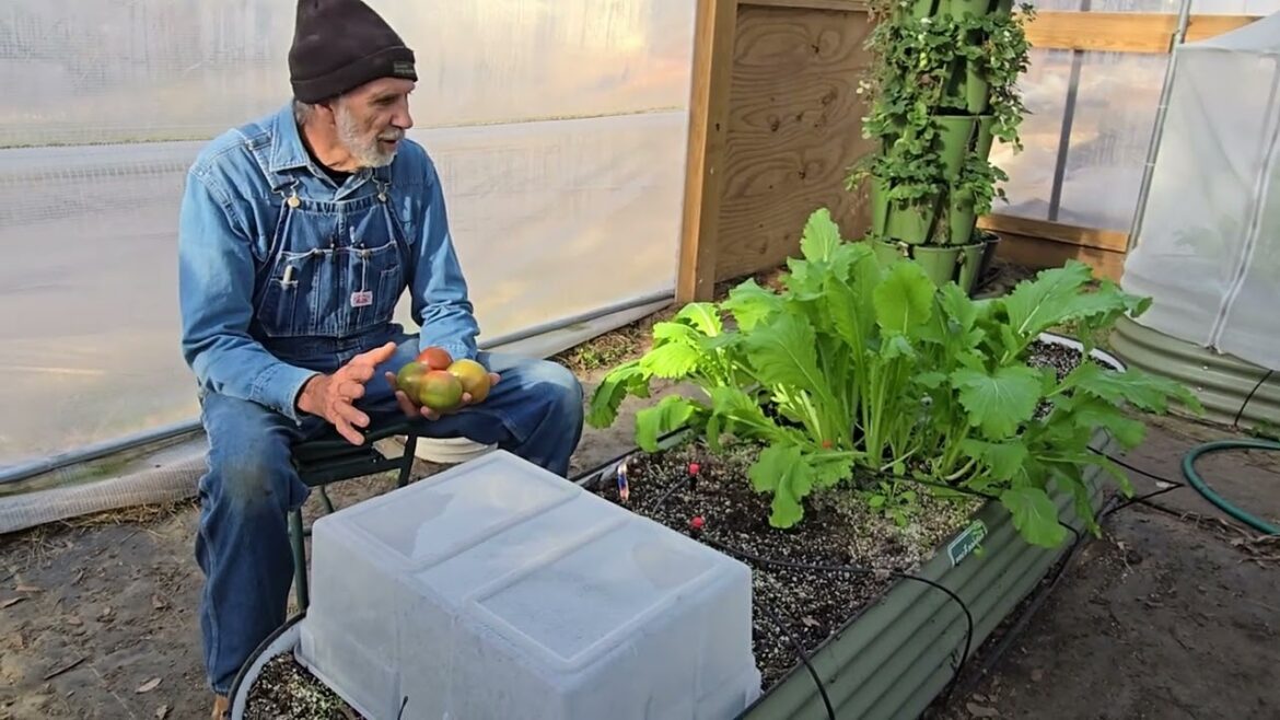 That Is a SHOCKER!  We Didn't Expect THIS!  High Tunnel Update