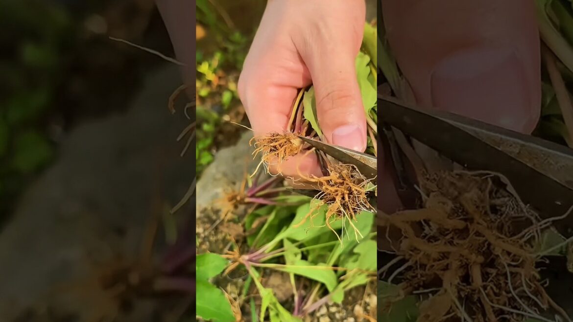 I'm Harvesting FREE FOOD From My Yard With Broadleaf Plantain!