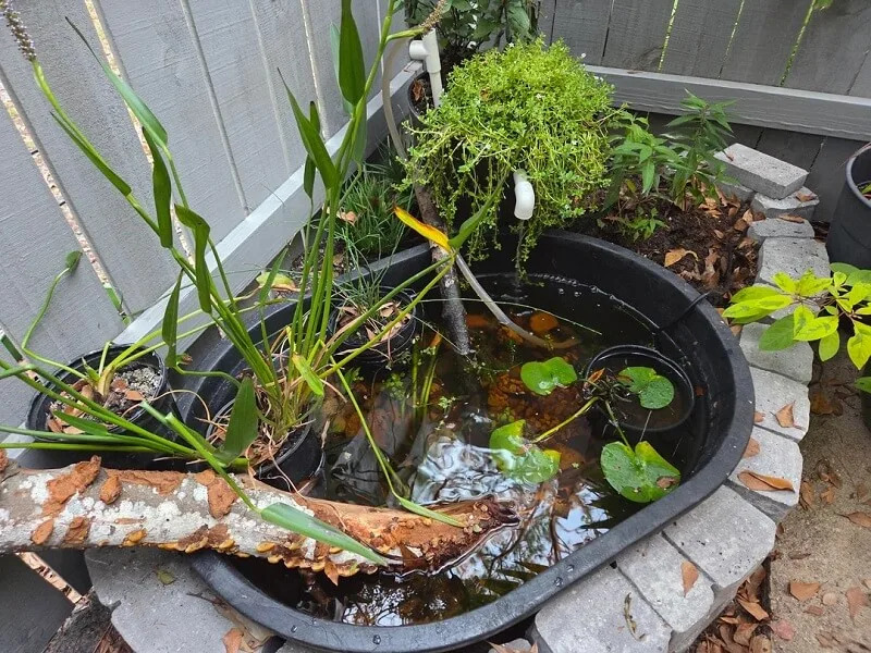 On the subreddit r/NativePlantGardening, a Redditor shared before-and-after photos of their native pond garden after just one month.