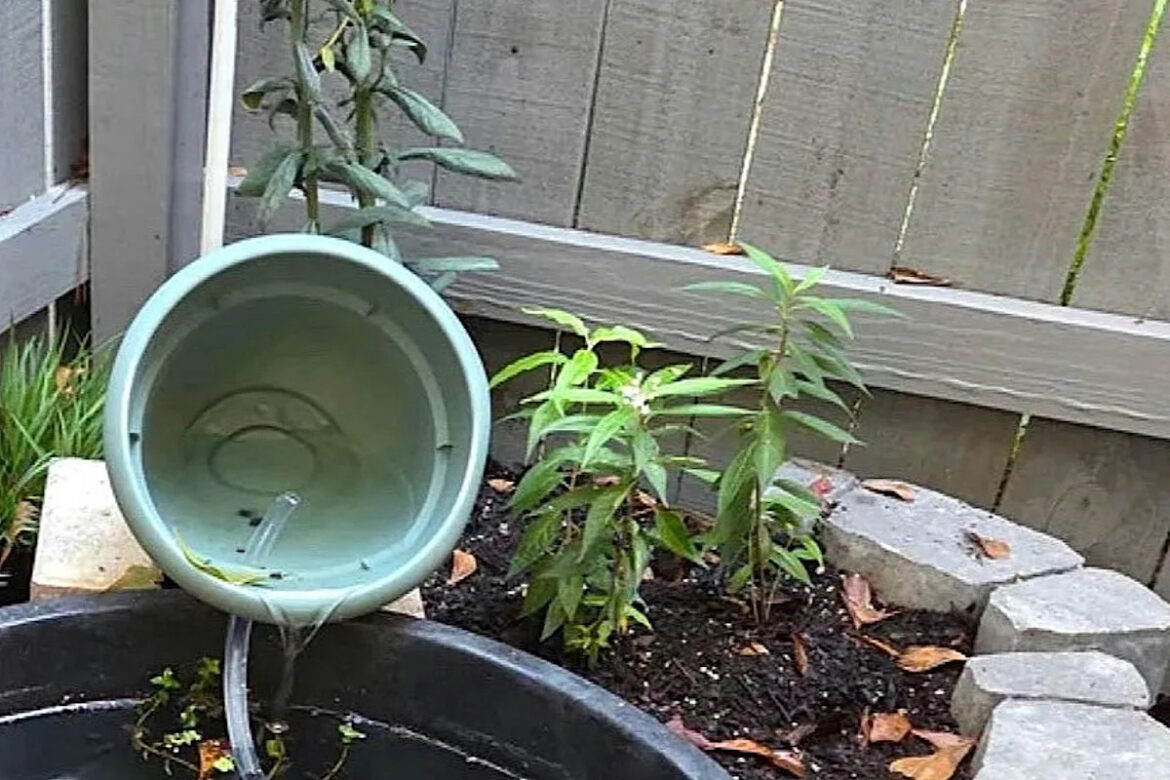 Gardener shares photos after building charming backyard feature: ‘It’s become the new hangout’ Gardener shares photos after building charming backyard feature: 'It's become the new hangout'