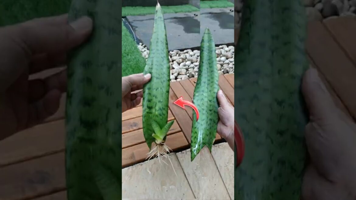 Grow Snake Plants from Cuttings‼️
