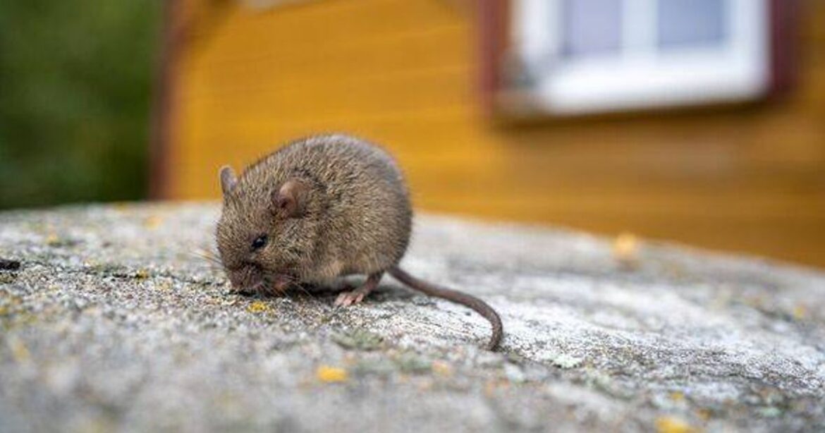 Garden mistake with good intentions could attract rats and mice warns expert Birmingham Live