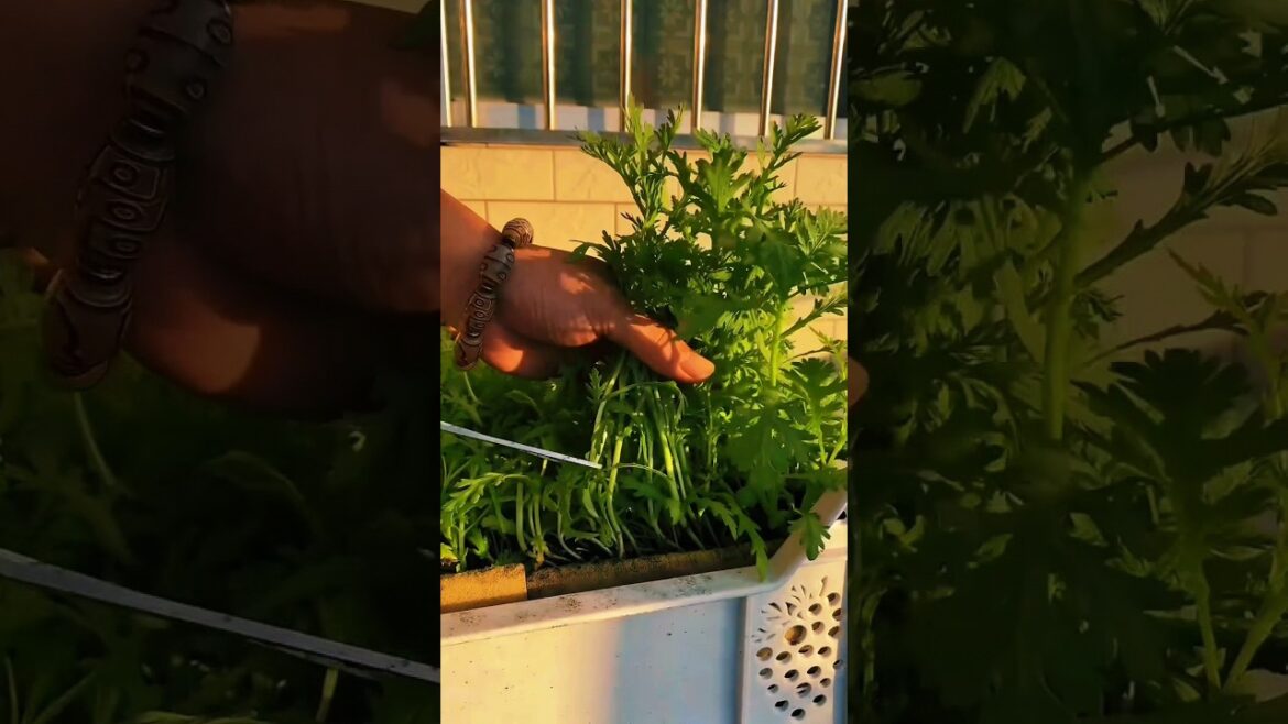 Grow Your Own DELICIOUS Crown Daisy at Home Now 🌼