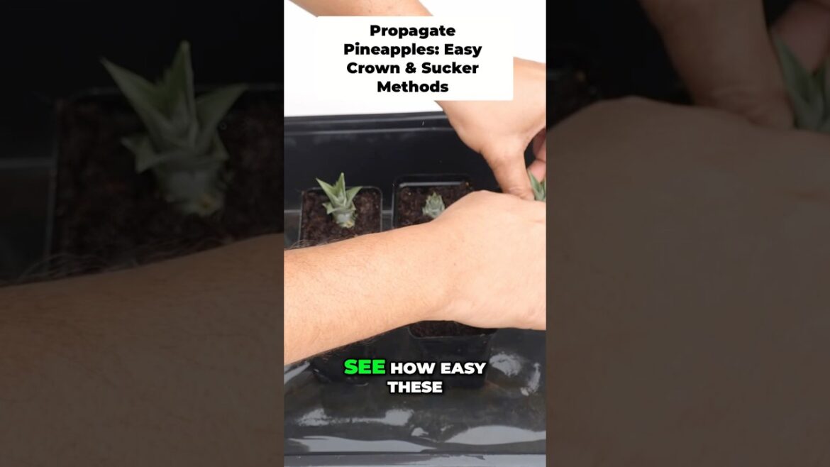 Crown vs. Suckers: Best Way to Grow Pineapples? 🪴