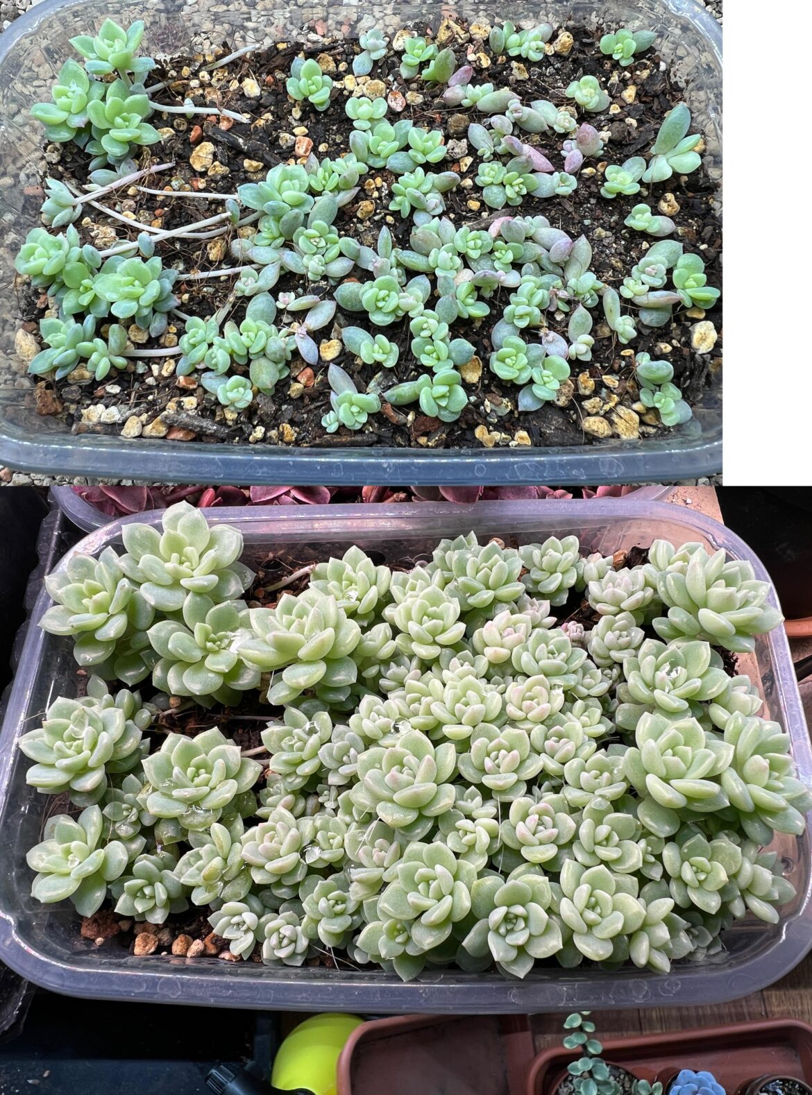 2 months difference of these Echeveria prolifica props