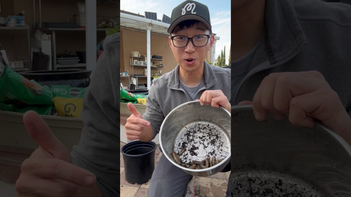 Finding GRUBS in the Container Garden! #grubs