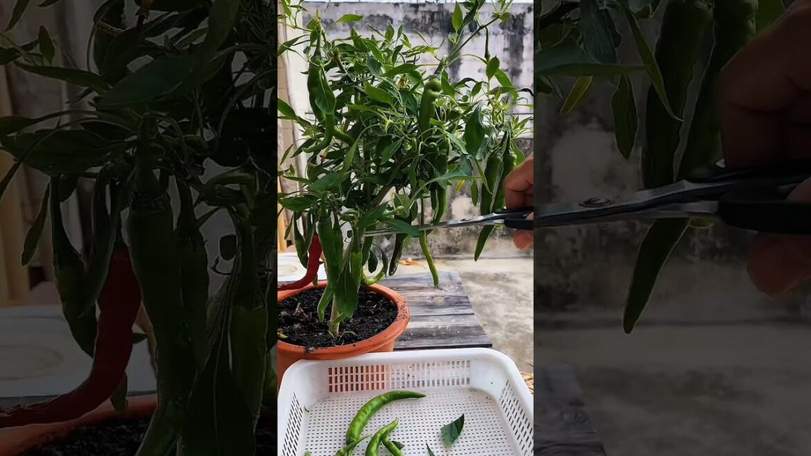 SPICY Chili Peppers Grown Easily at Home? 🌶️ SPICY Chili Peppers Grown Easily at Home? 🌶️