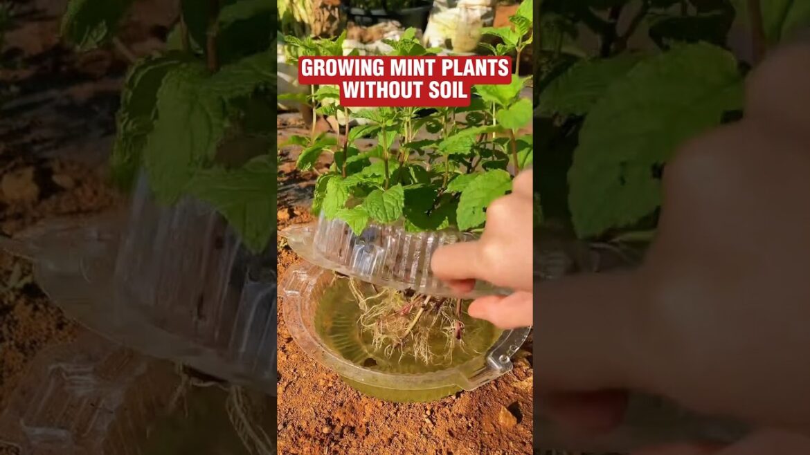 Grow Mint Without Soil! Recycled Container Hack for Small Spaces #growingmint