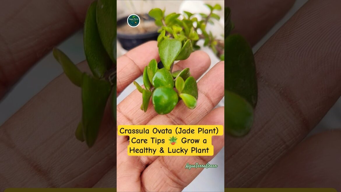Crassula Ovata (Jade Plant) Care Tips 🪴 Grow a Healthy & Lucky Plant | Aqua Terra Green #jadeplant Crassula Ovata (Jade Plant) Care Tips 🪴 Grow a Healthy & Lucky Plant | Aqua Terra Green #jadeplant