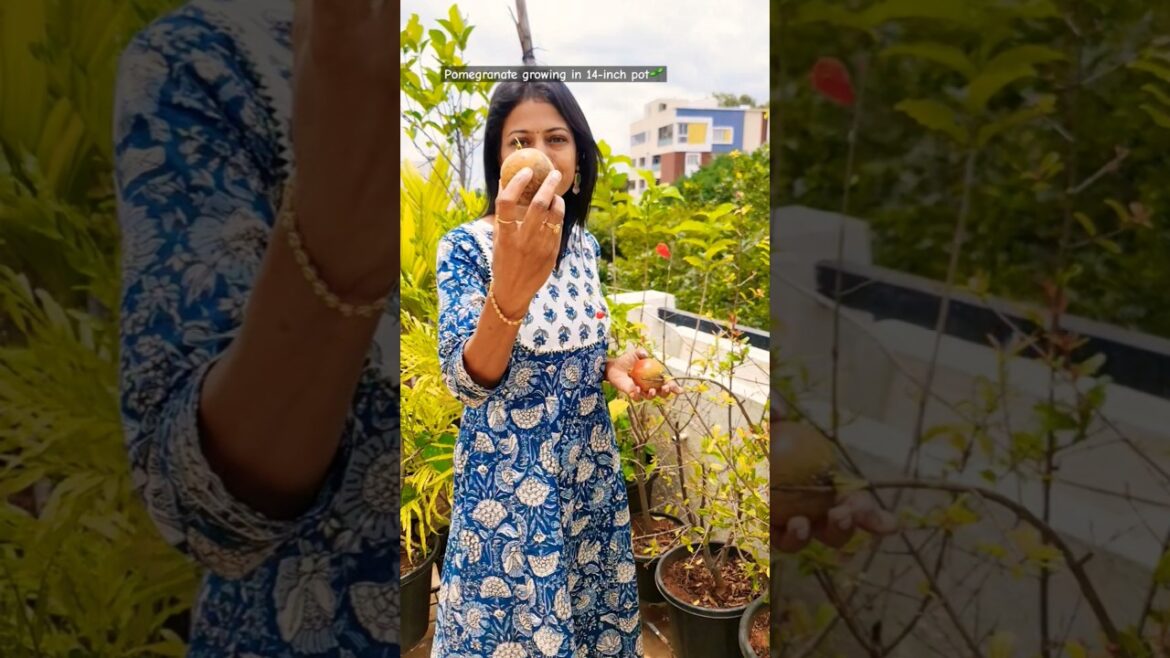 Pomegranate growing in 14-inch pot 🌱 #gardening #fruit #shorts