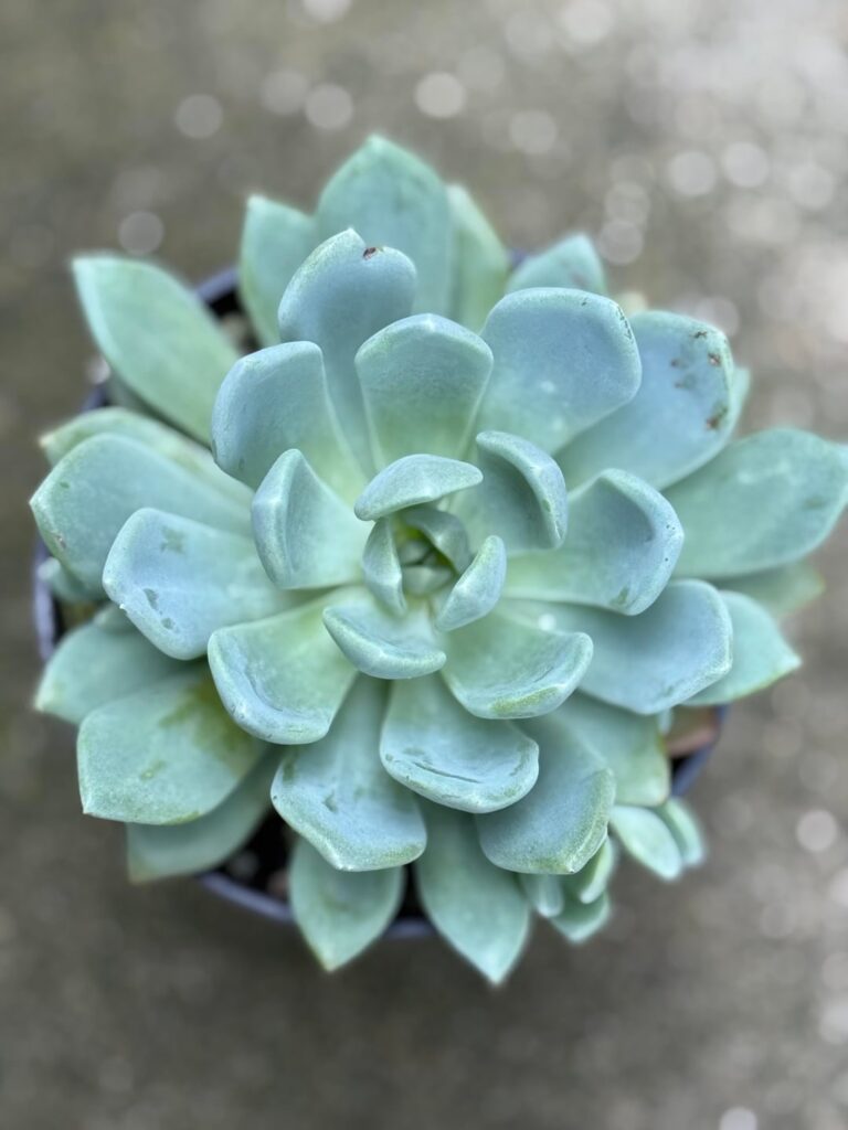 Mystery plant identification