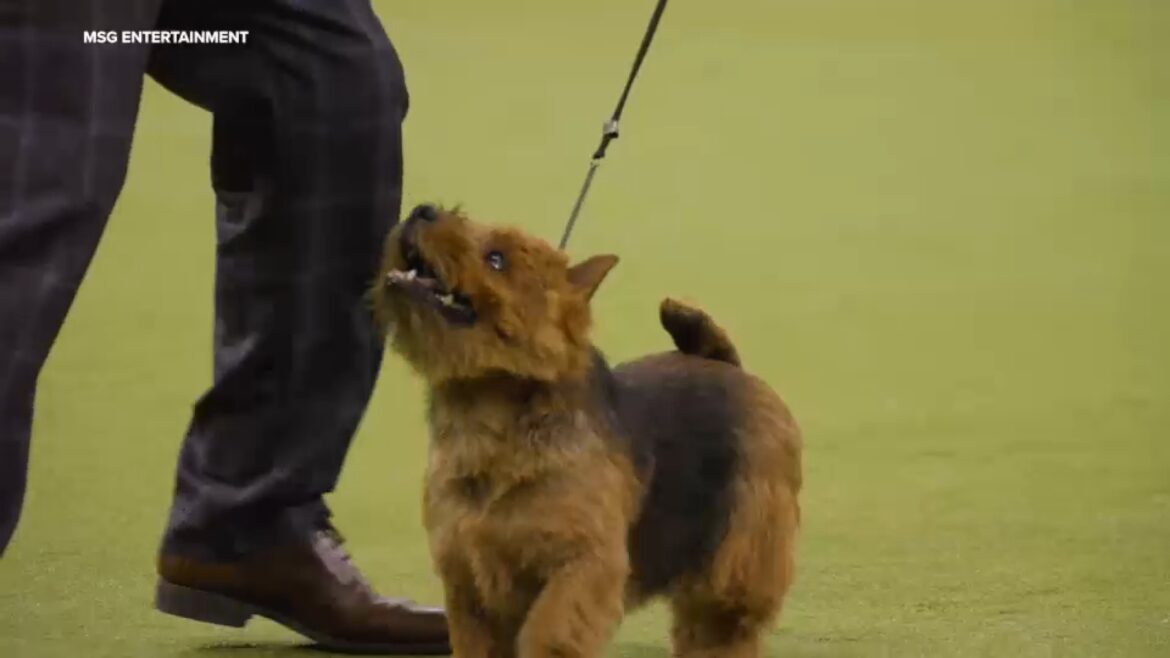 Westminster Dog Show 150th anniversary set to take place at Madison Square Garden, Javits Center in NYC Westminster Dog Show 150th anniversary set to take place at Madison Square Garden, Javits Center in NYC