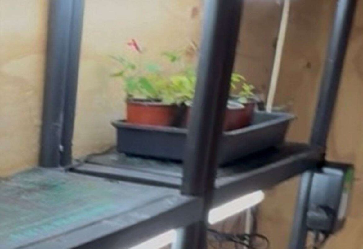 The first steps to starting a vegetable garden from scratch