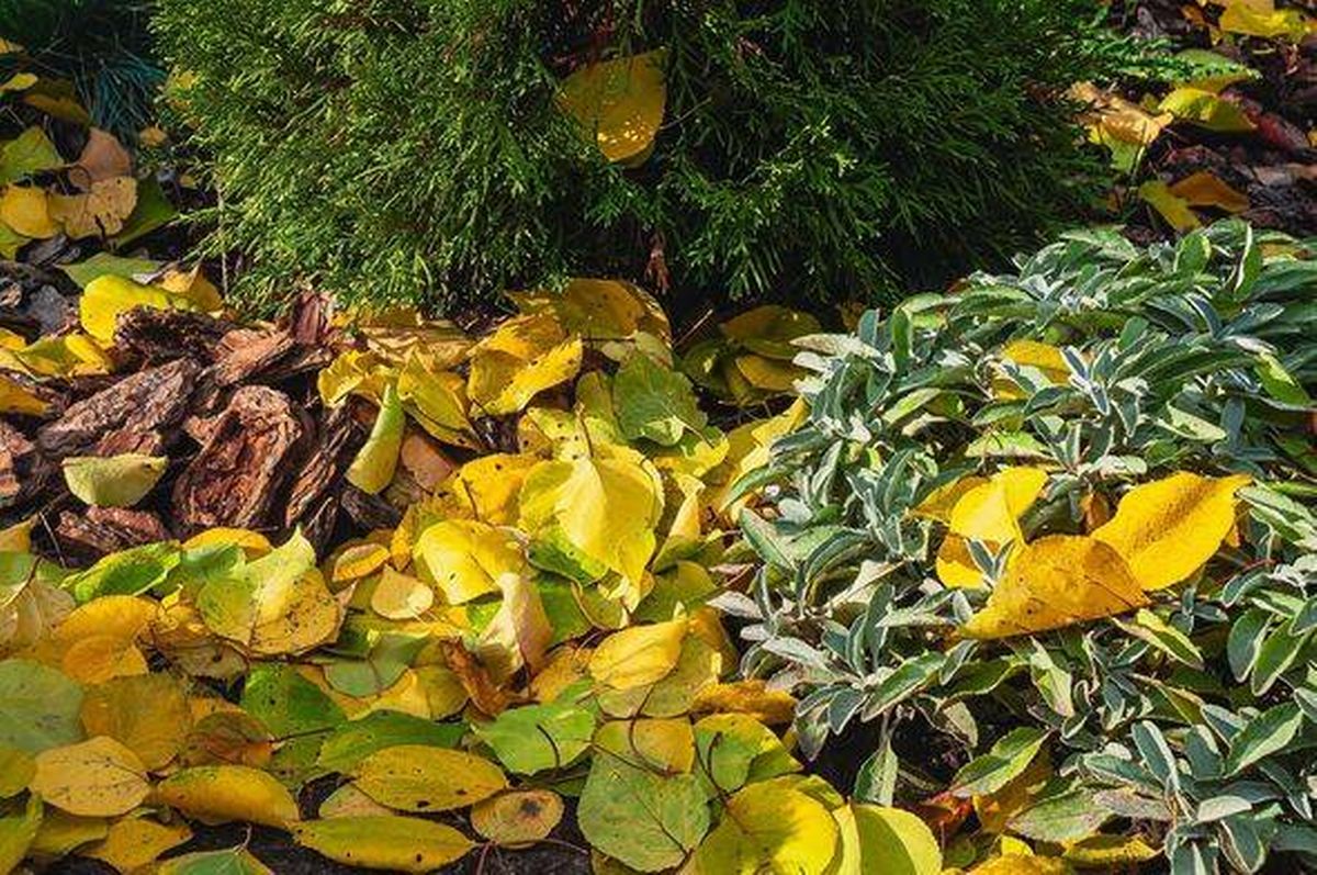Autumn leaves and plants in a garden bed with bark mulch