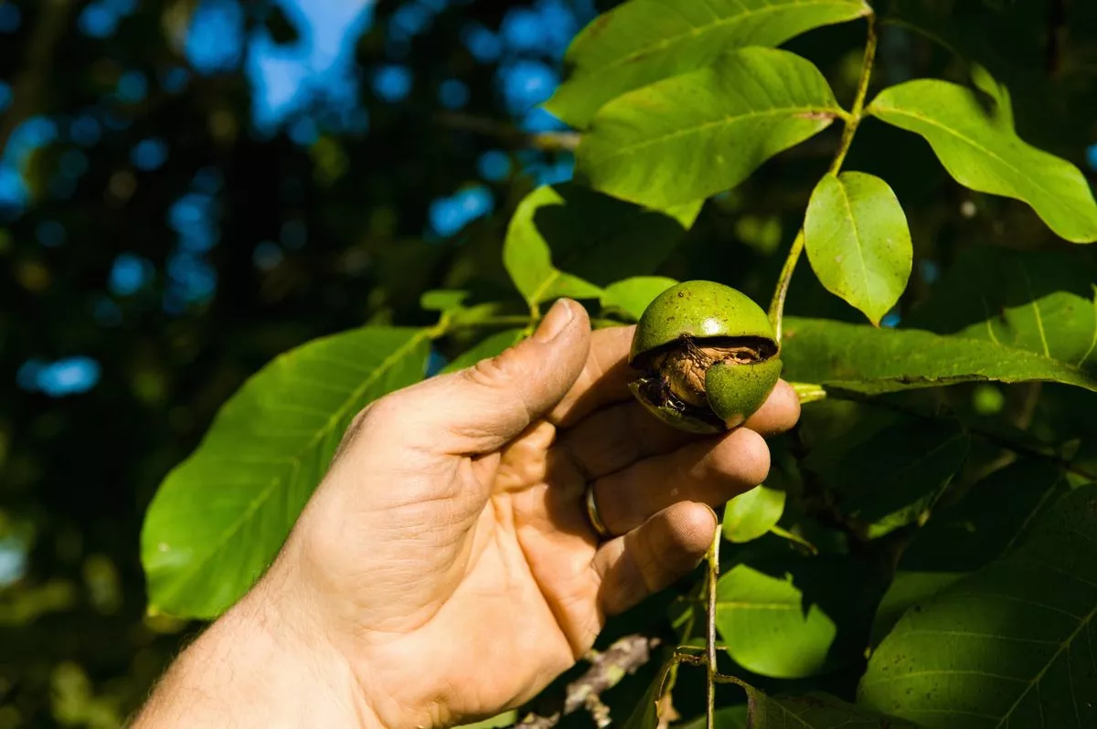 Close up of mans hand harvesting walnuts from walnut tree