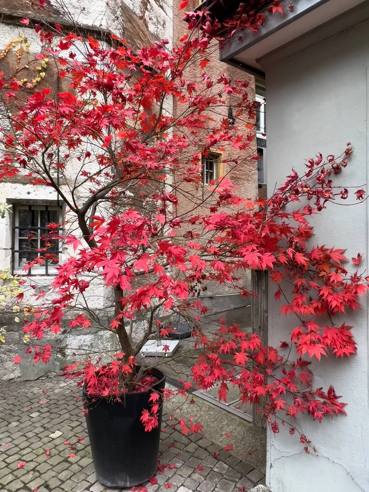 Acer palmatum at autumn at Biel, Bern Canton, Switzerland. Japanese maple, palmate maple, smooth Japanese maple