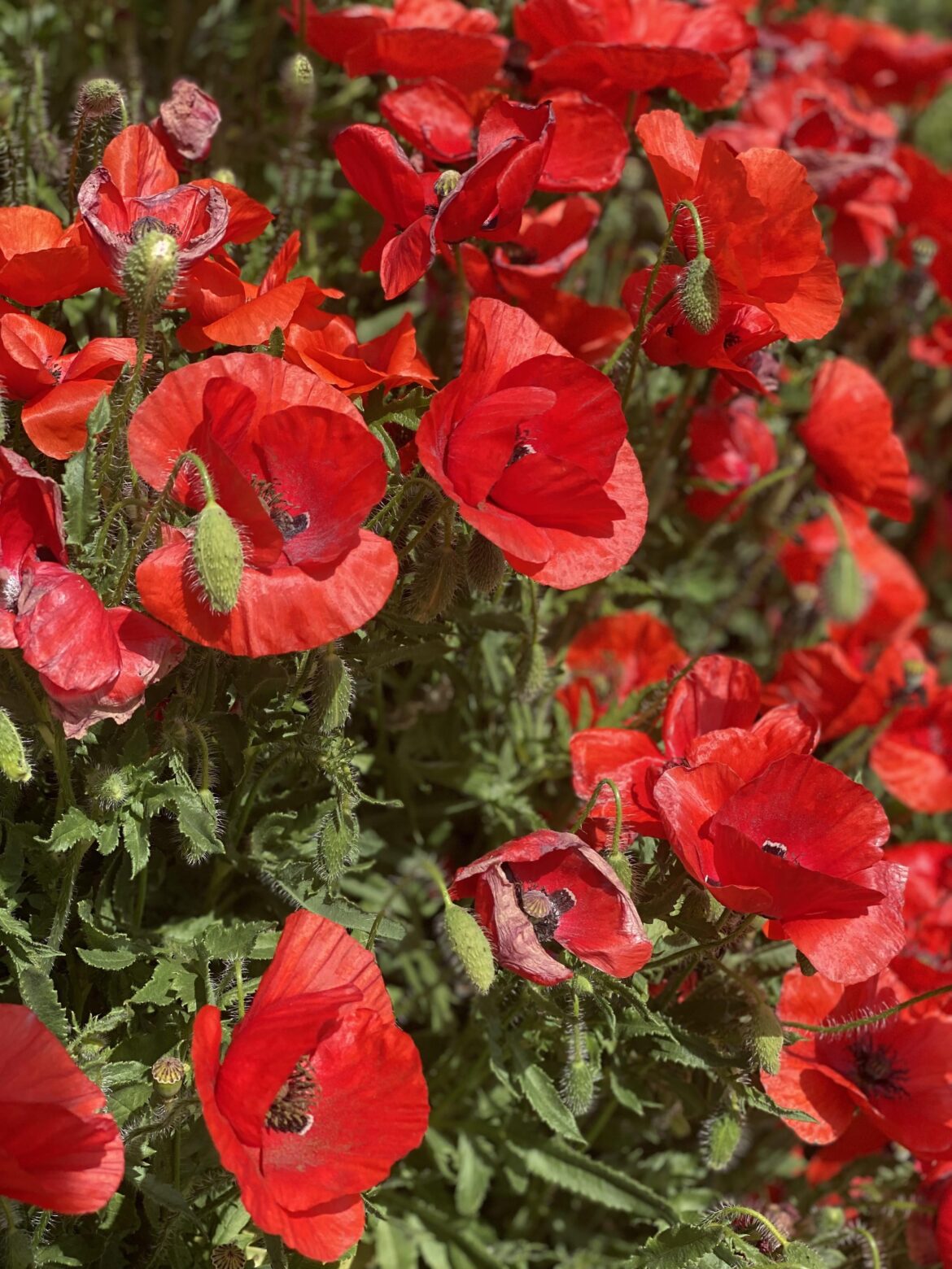 [OC] April 2023, Field of poppies Papaver somniferum