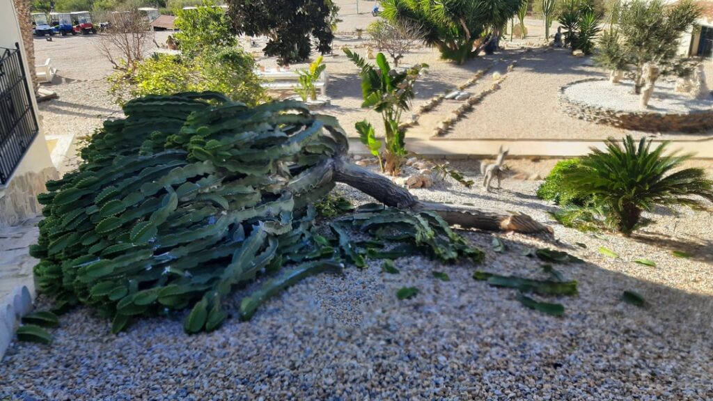 Giant plant fallen over Giant plant fallen over