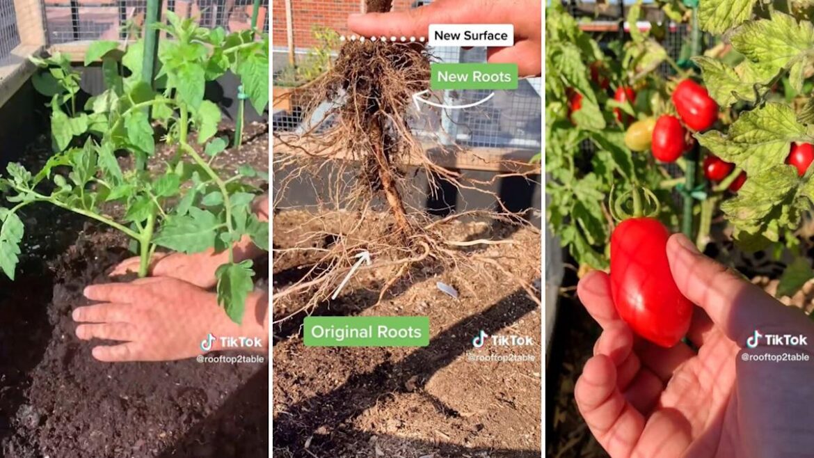 Gardener shares easy tomato planting trick that helps produce a ton of fruit: 'Makes a huge difference'