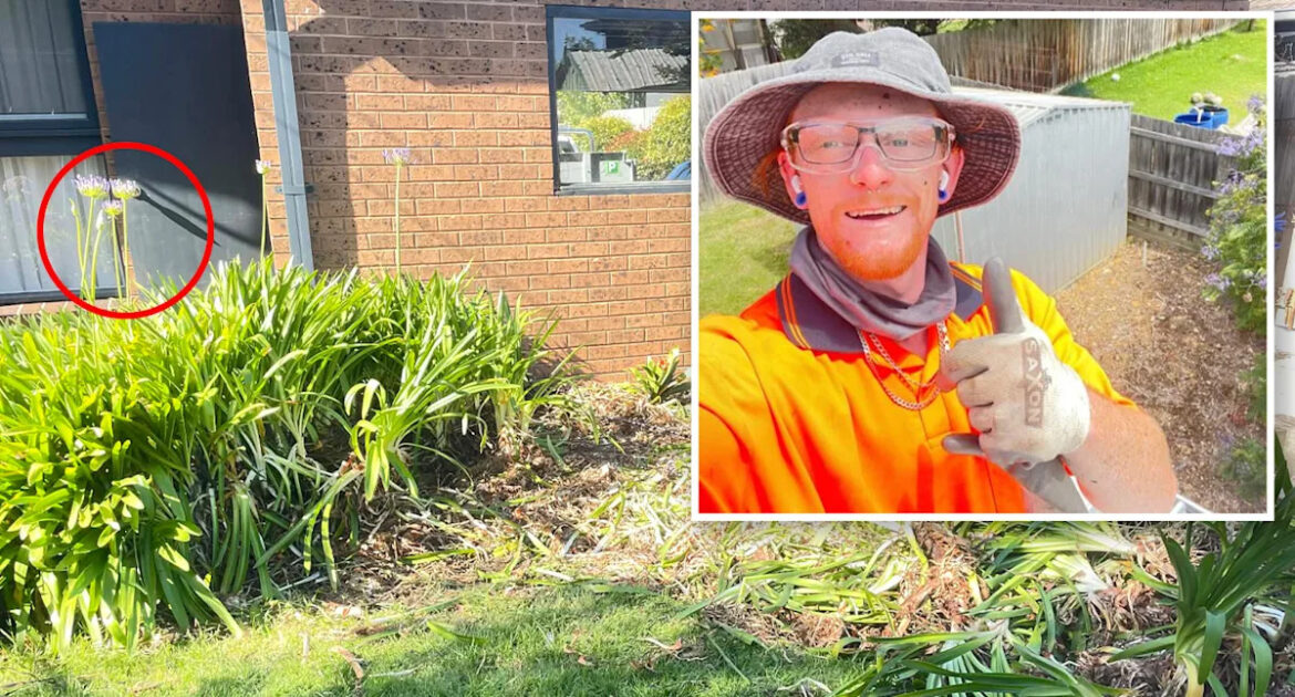 Tradie’s 72-hour nightmare exposes brutal backyard pest plaguing Aussie homeowners Tradie's 72-hour nightmare exposes brutal backyard pest plaguing Aussie homeowners