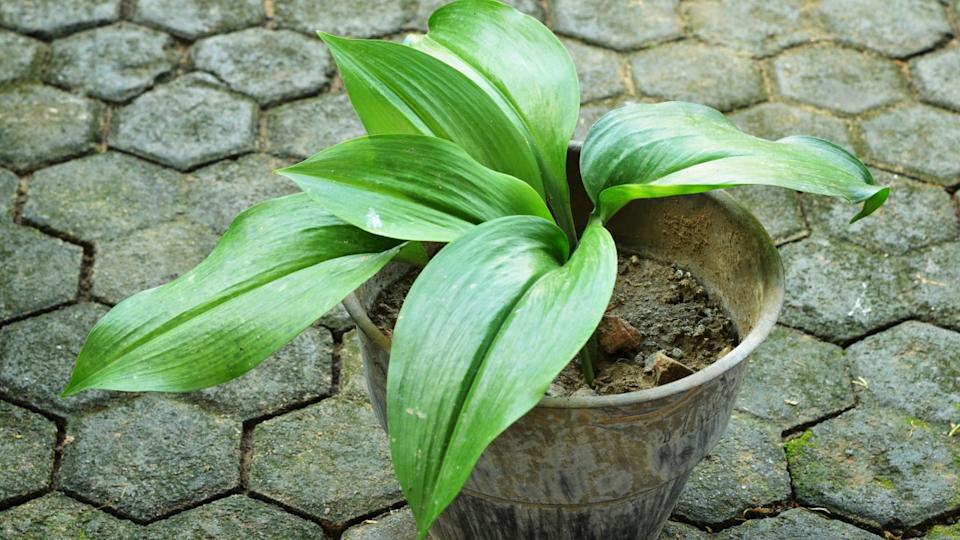 The Cast Iron Plant (Aspidistra elatior) belongs to that category of evergreen ornamental plants