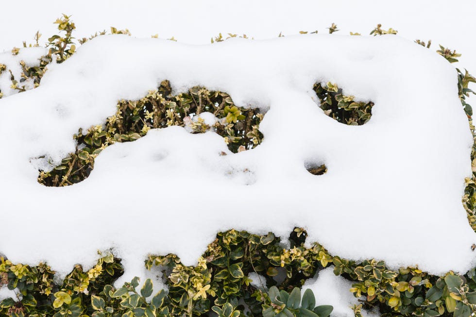 Veddw House Garden in the sbow, Monmouthshire, Wales, United Kingdom should you knock snow and ice off plants.jpg
