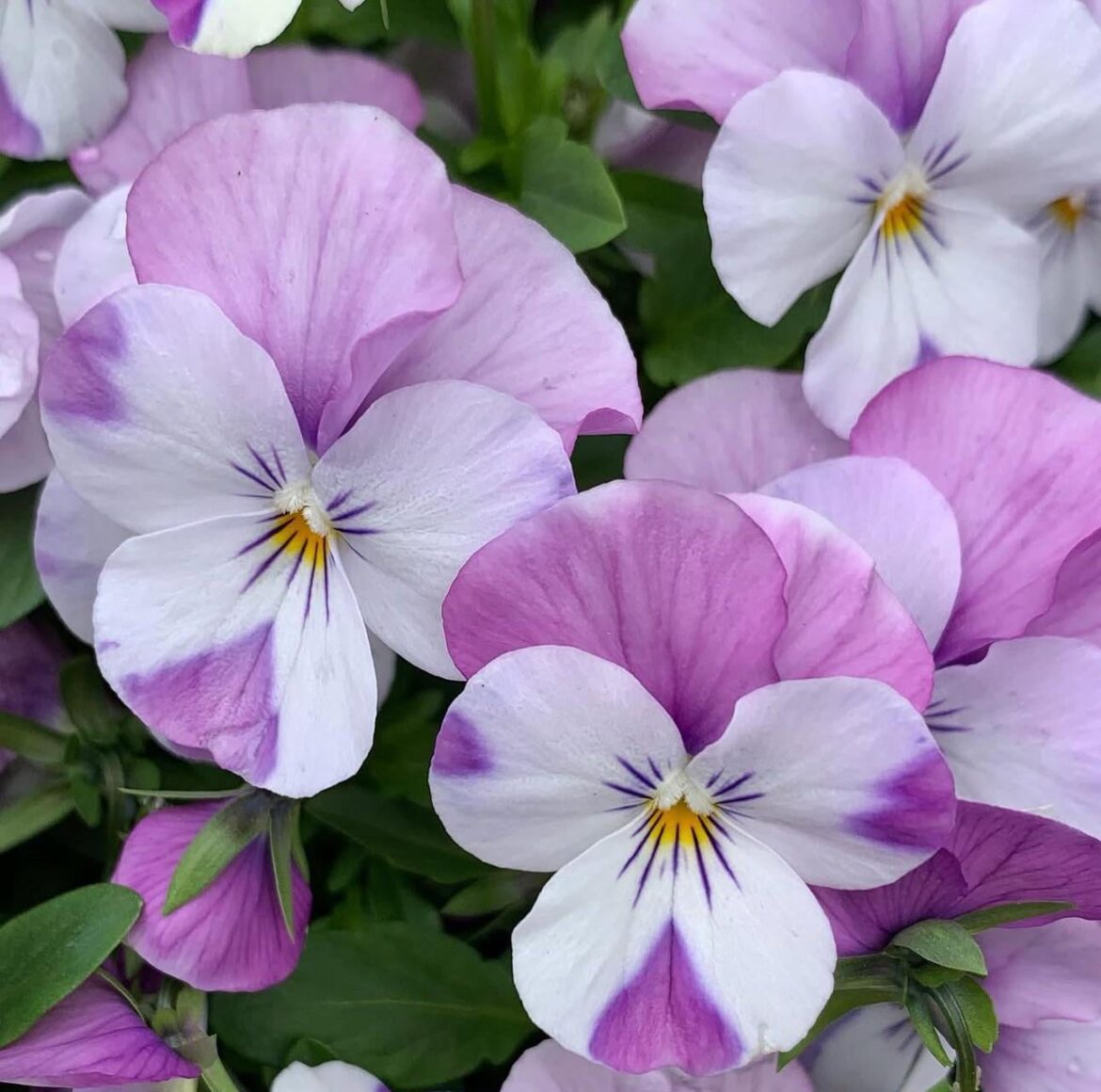 Pastel pansies