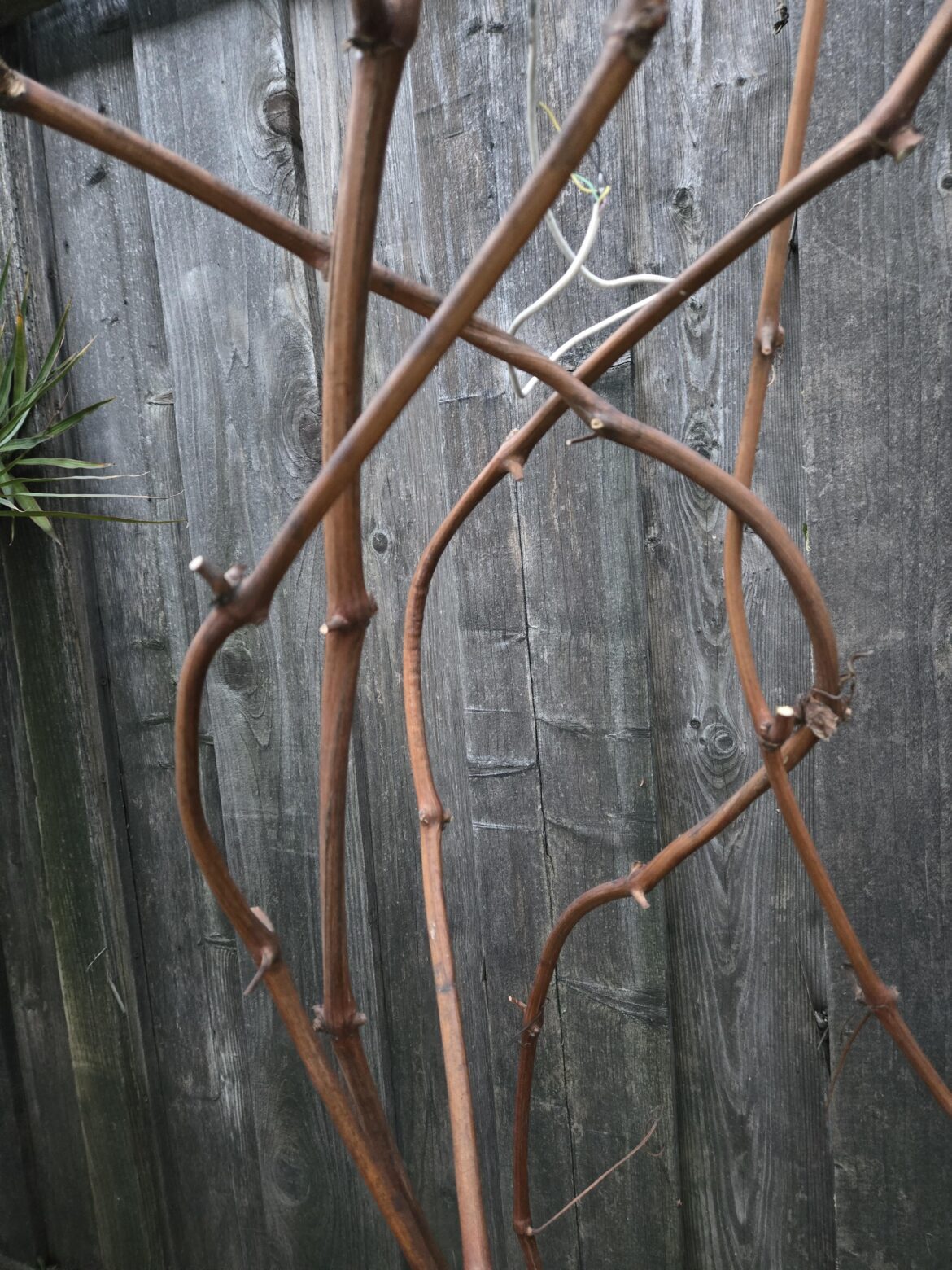 Established Grape vine care